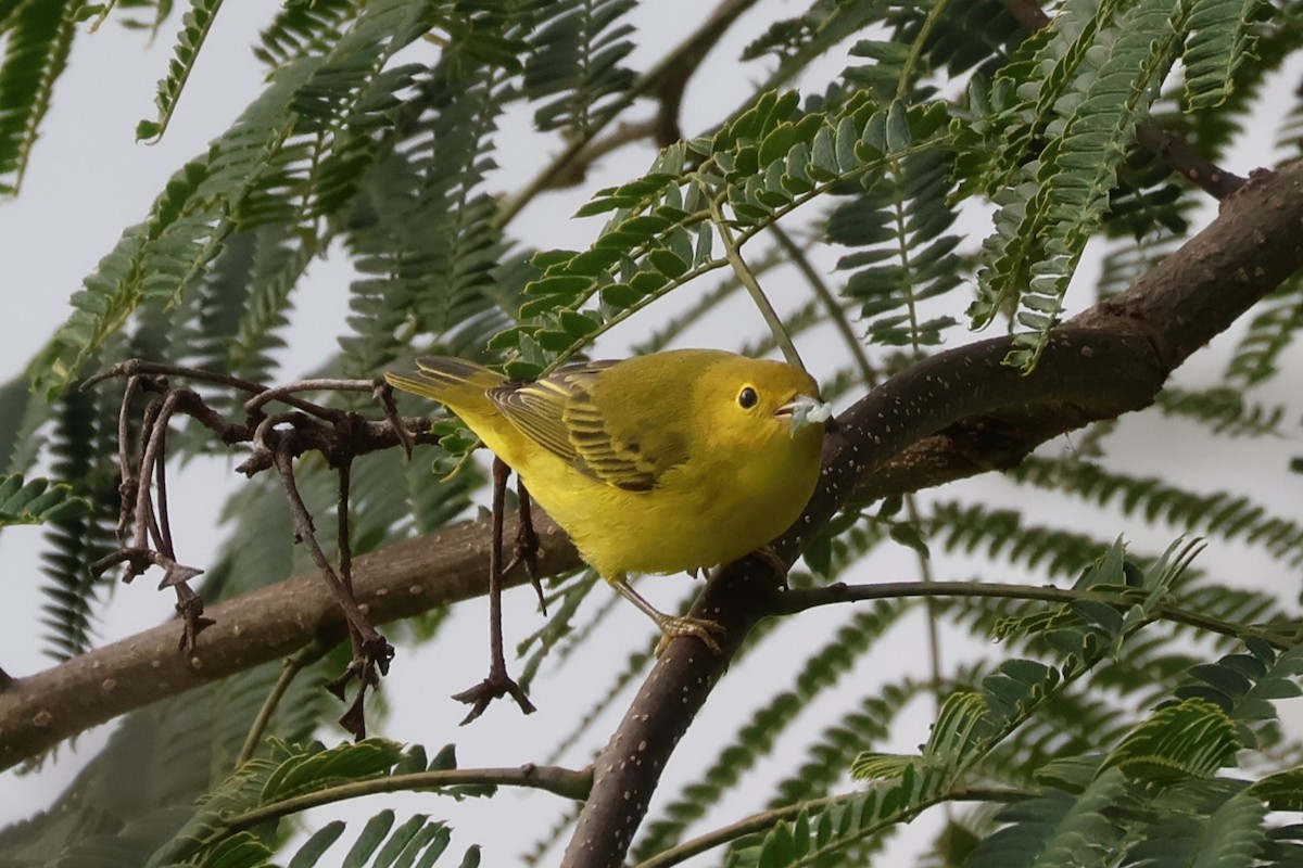 Yellow Warbler - Bradley Moore