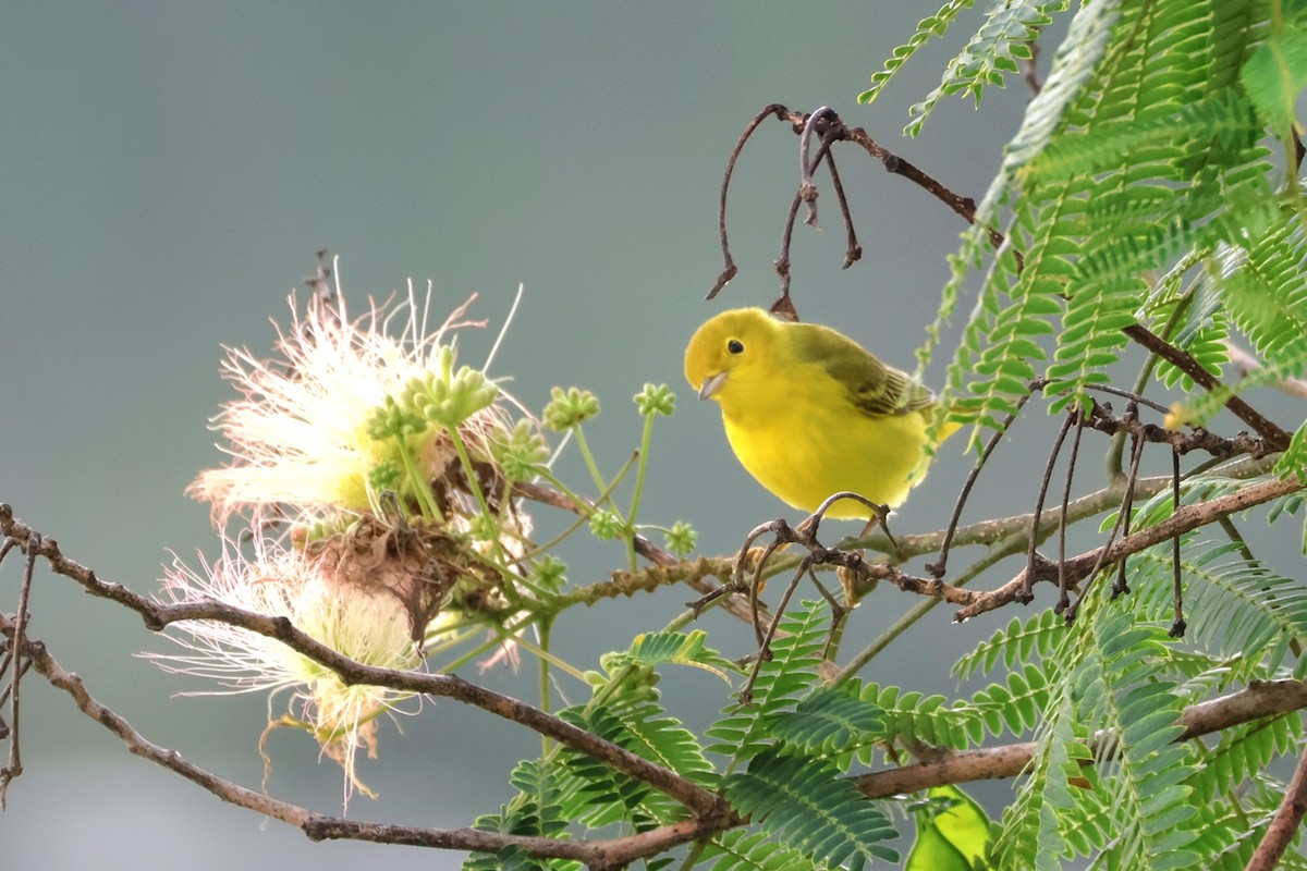 Yellow Warbler - ML625352228