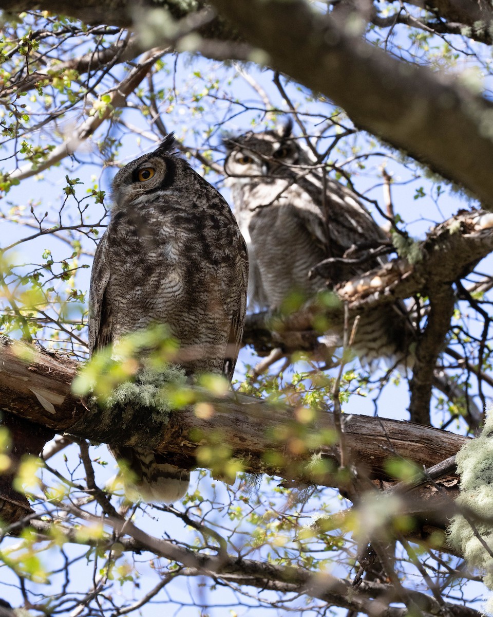 Lesser Horned Owl - ML625352245