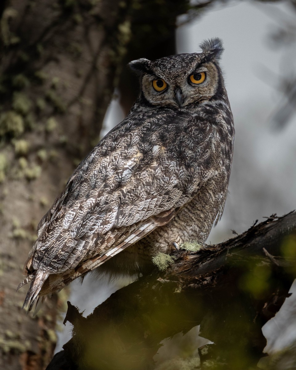 Lesser Horned Owl - ML625352246