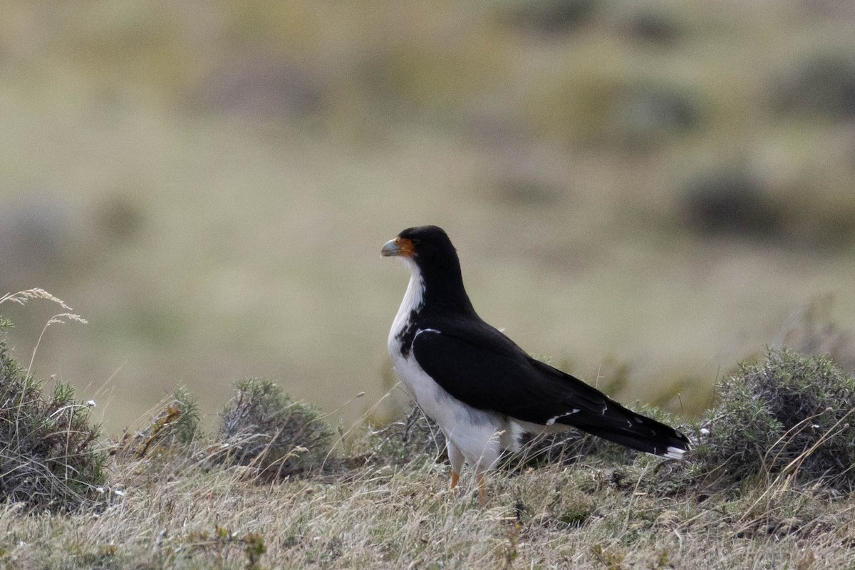 White-throated Caracara - ML625352249