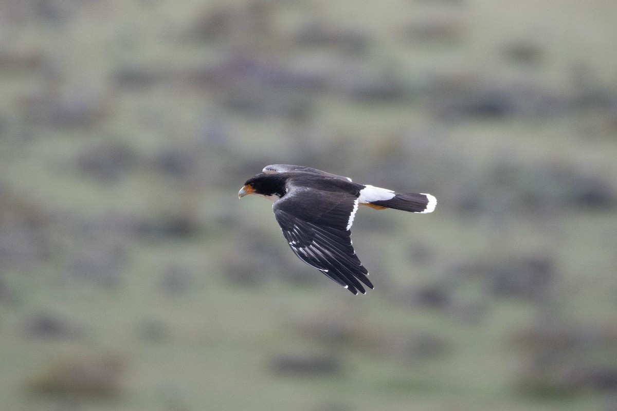 White-throated Caracara - ML625352250