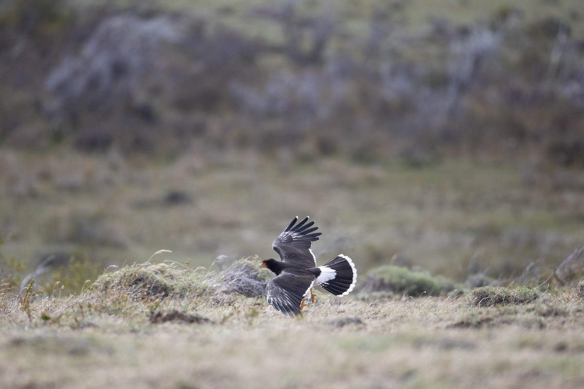 White-throated Caracara - ML625352251