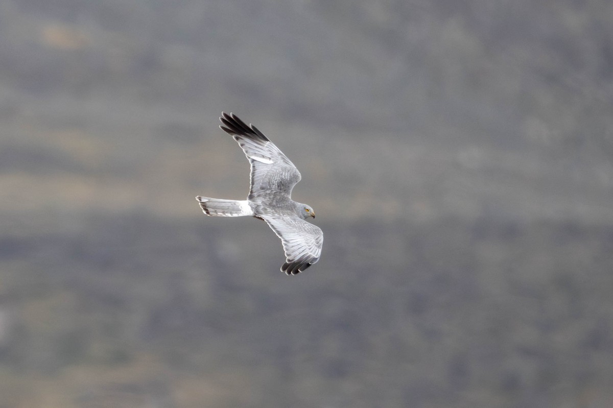 Cinereous Harrier - ML625352252