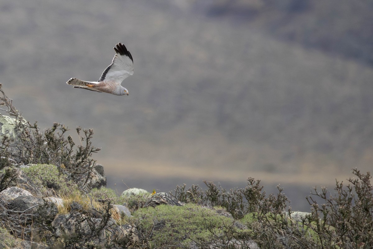 Cinereous Harrier - ML625352253