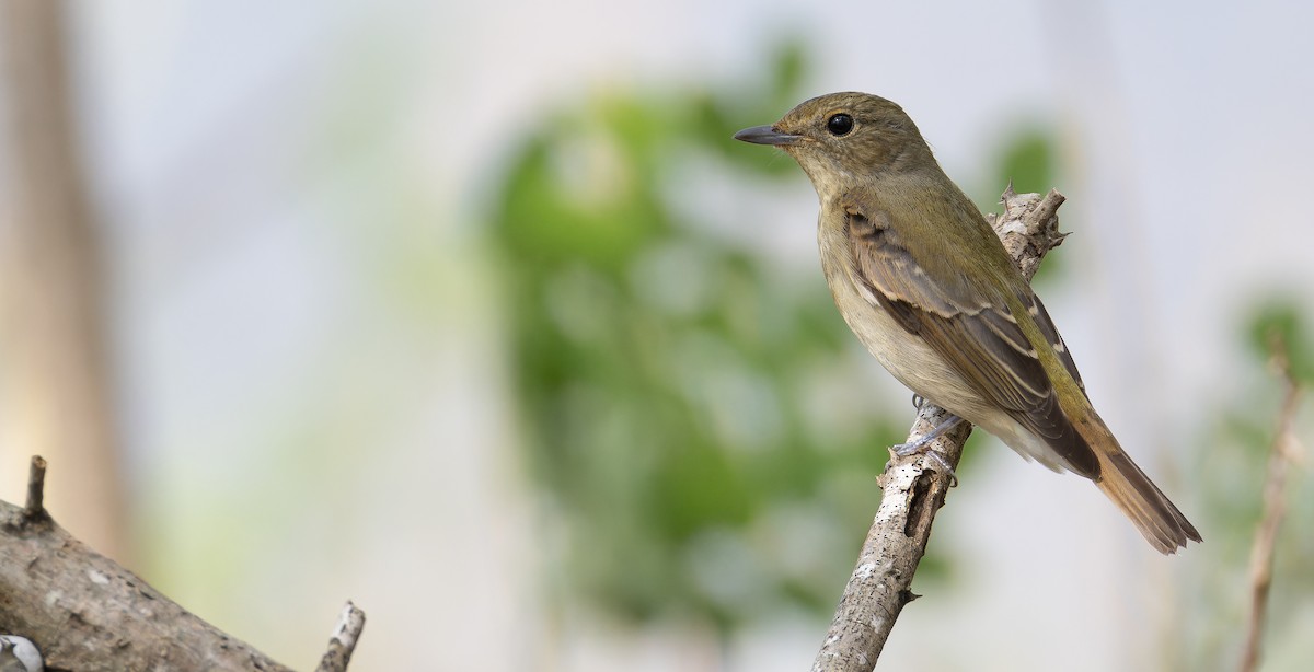 Narcissus Flycatcher - ML625352254