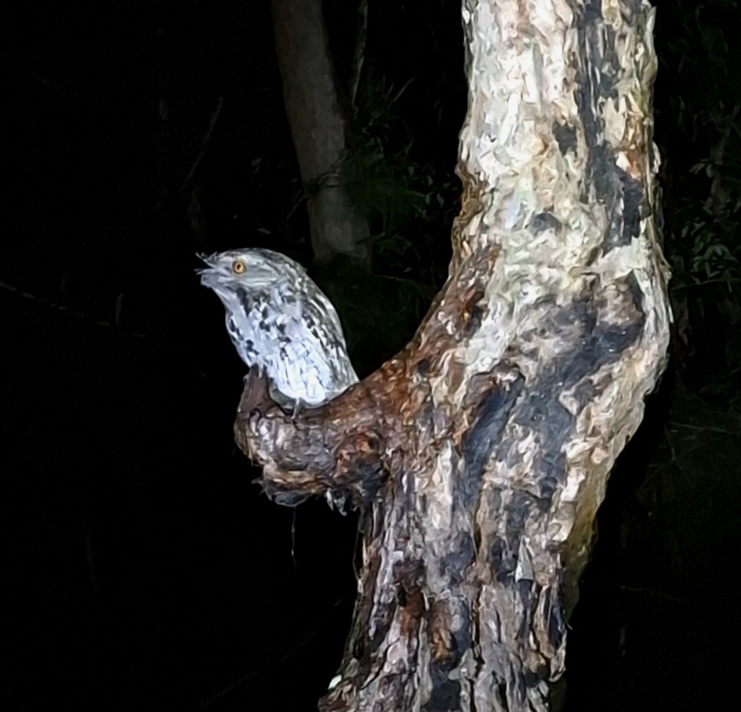 Tawny Frogmouth - ML625352260