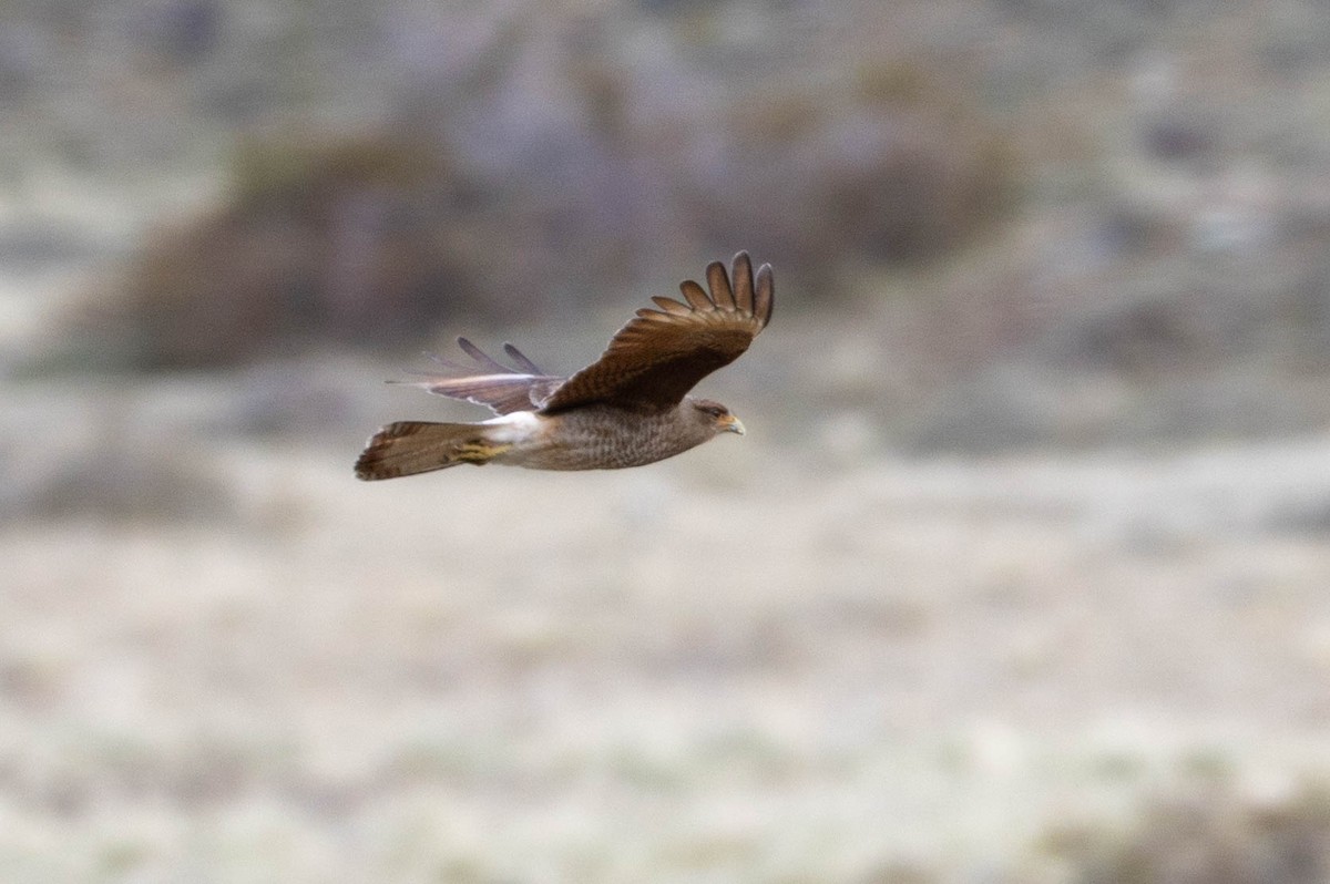 Chimango Caracara - ML625352261
