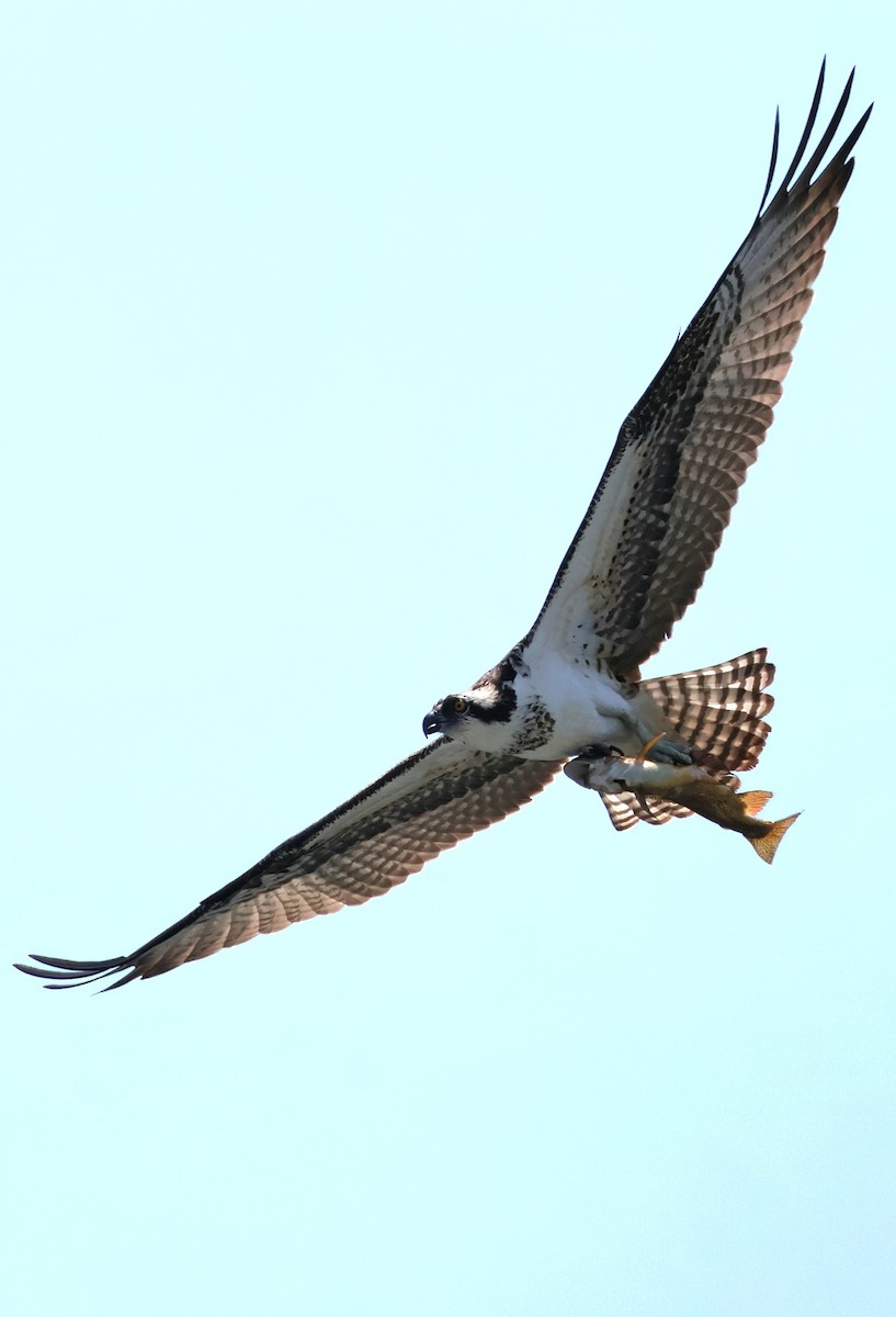 Águila Pescadora - ML625352264