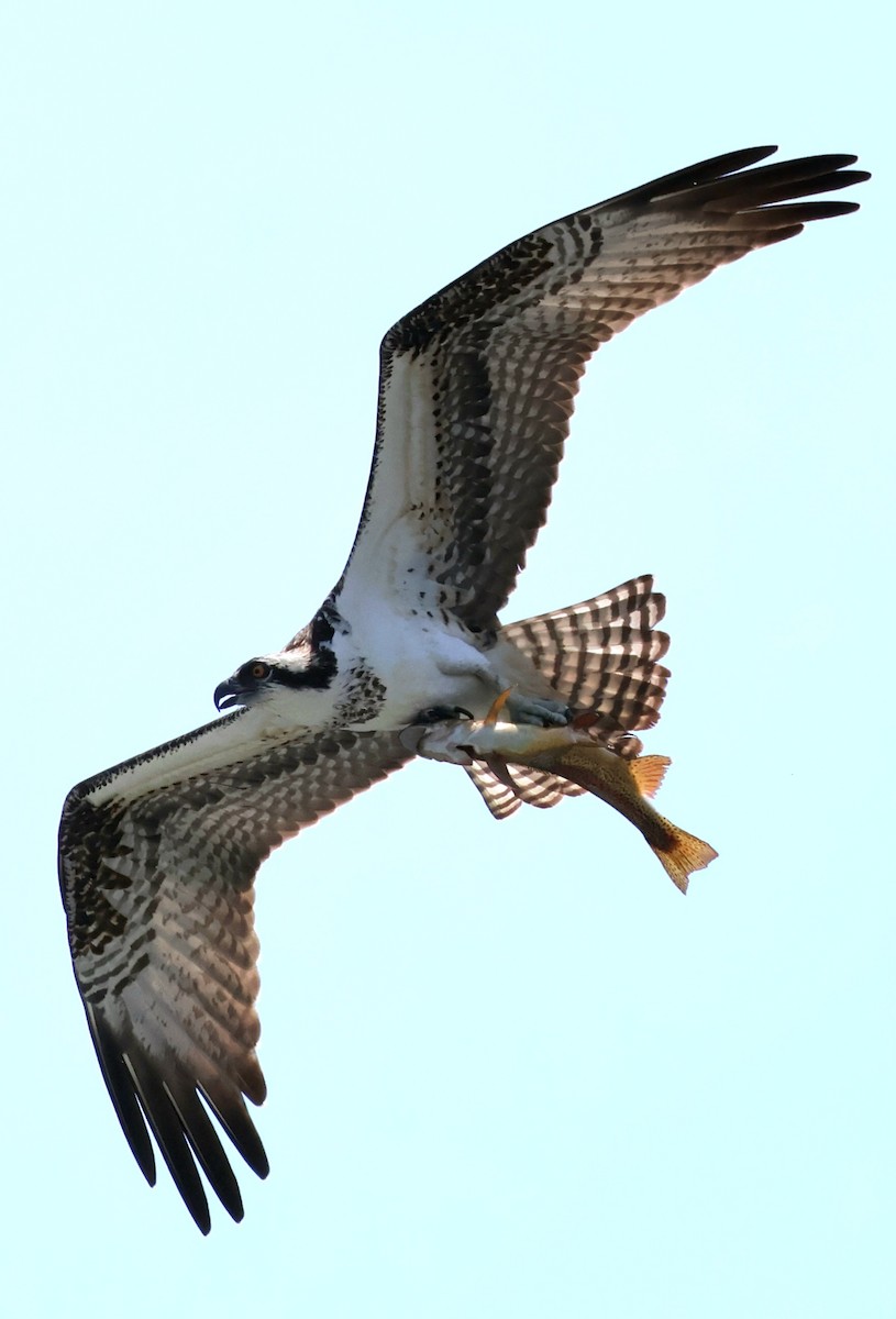 Águila Pescadora - ML625352265