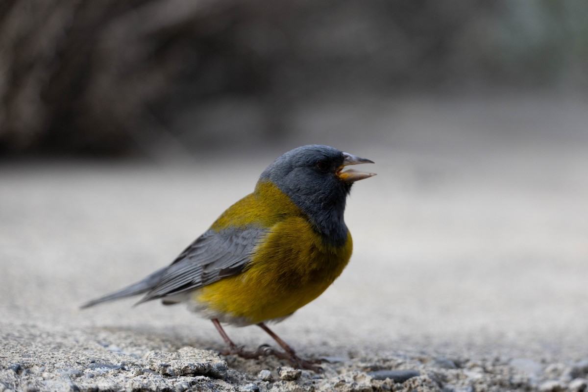 Gray-hooded Sierra Finch - ML625352275