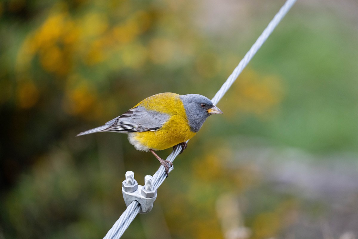 Gray-hooded Sierra Finch - ML625352276