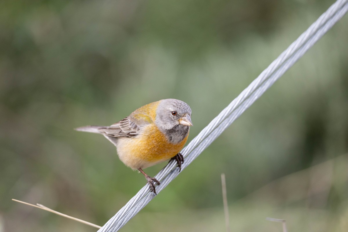 Gray-hooded Sierra Finch - ML625352277