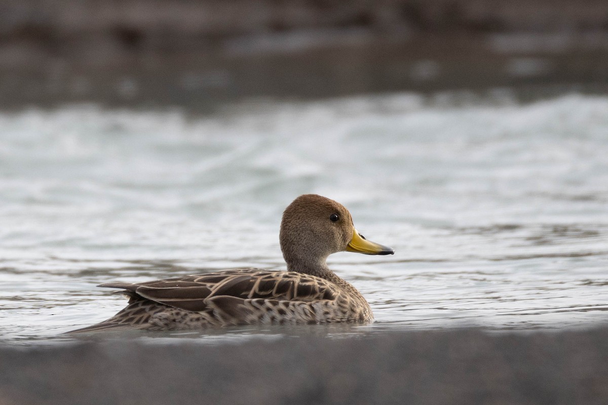 Yellow-billed Pintail - ML625352280