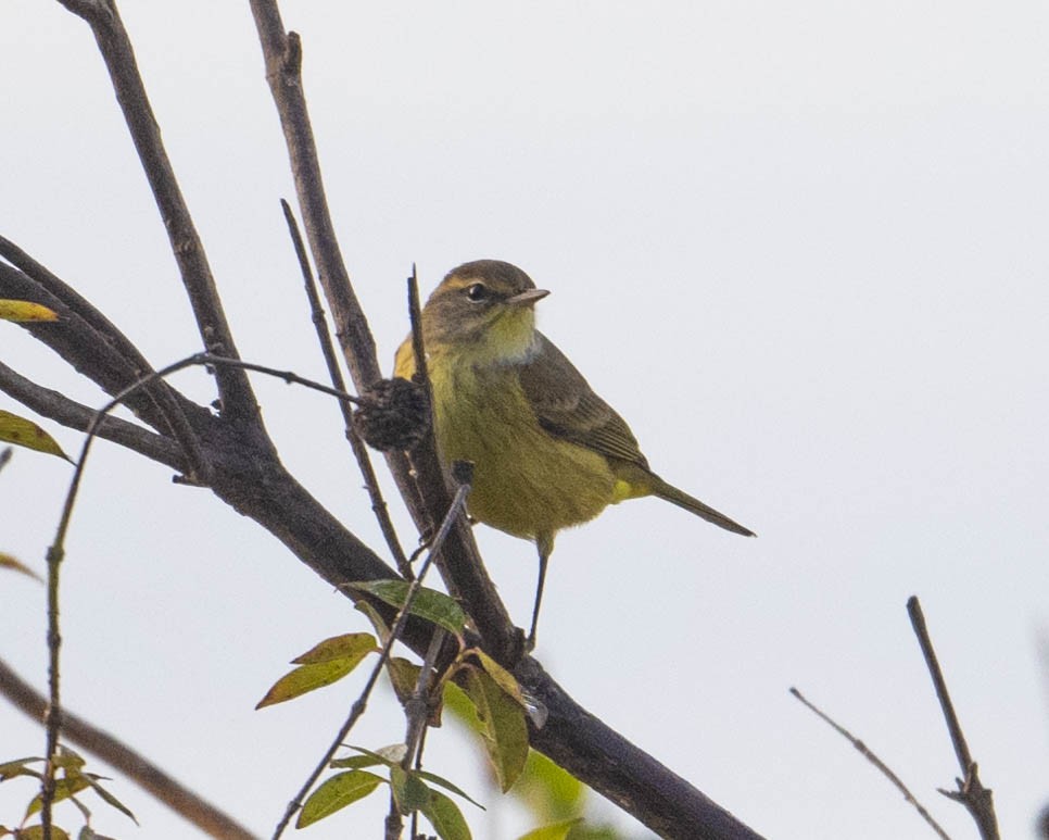 Palm Warbler - ML625352288