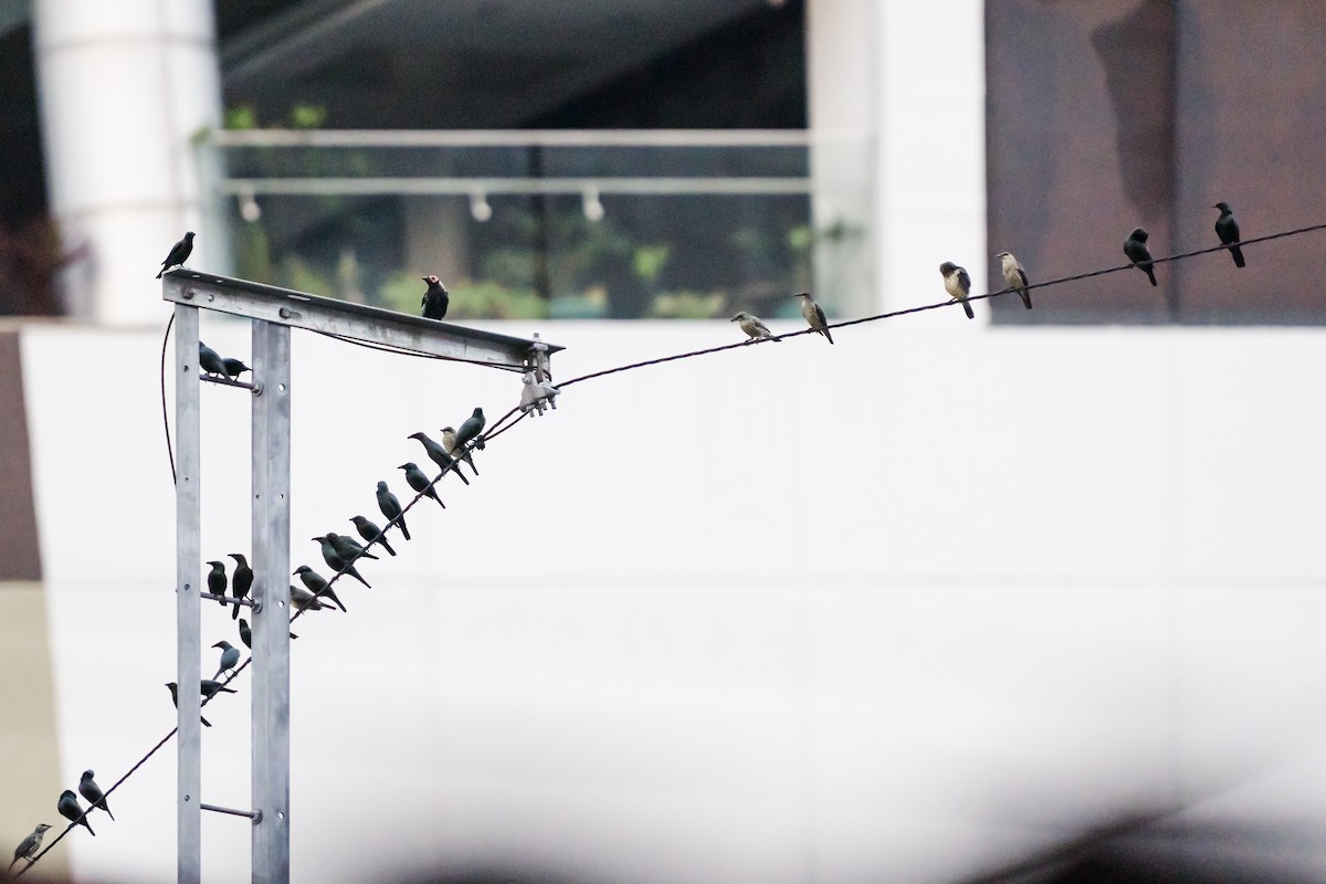 Coleto - ML625352341