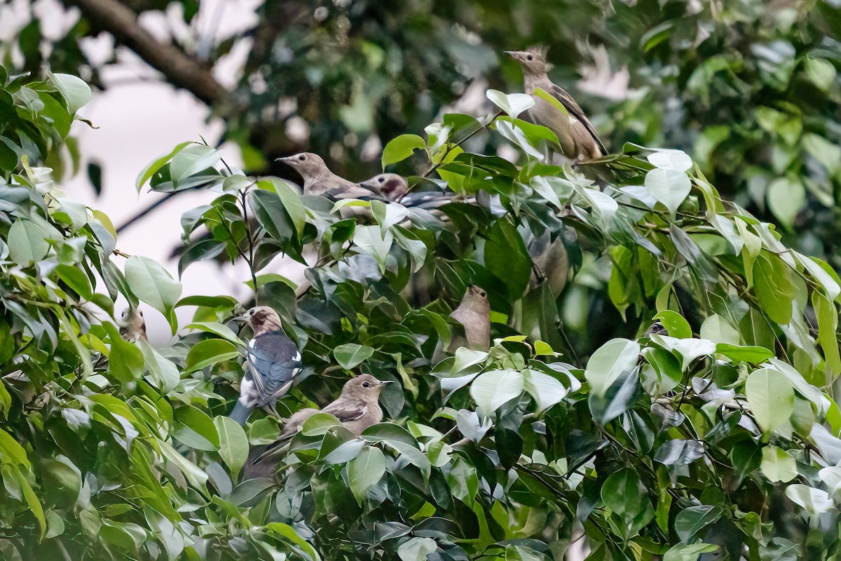 Chestnut-cheeked Starling - ML625352346