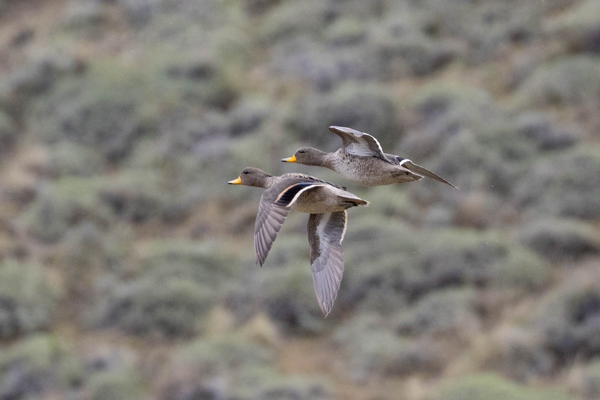 Yellow-billed Pintail - ML625352363