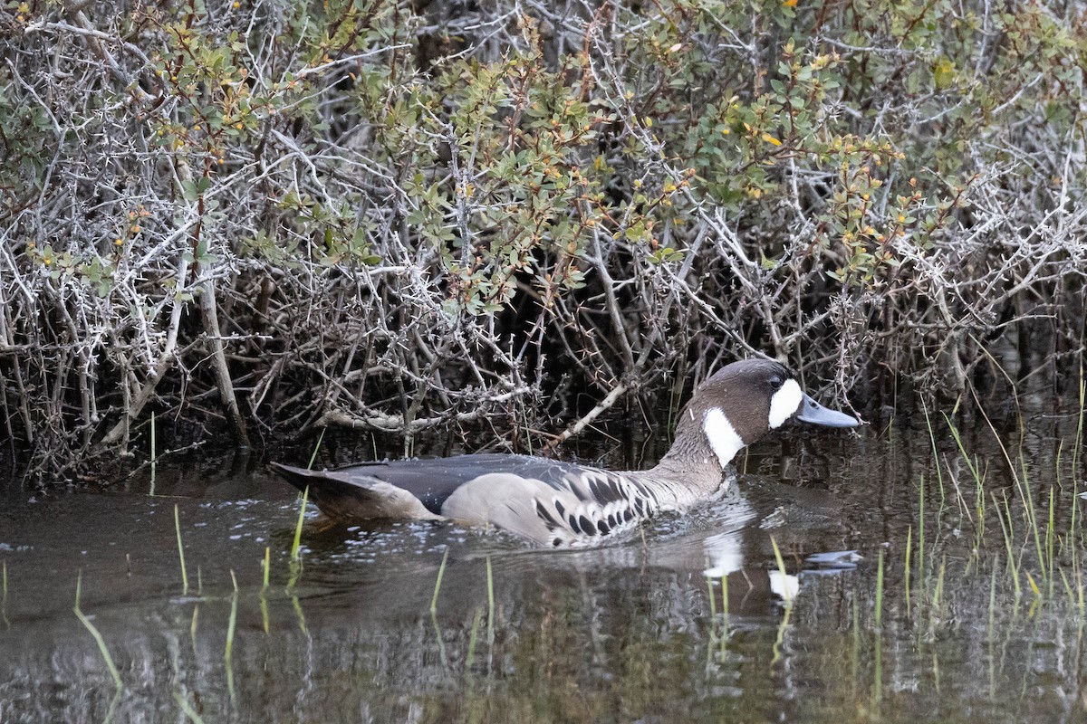 Spectacled Duck - ML625352379