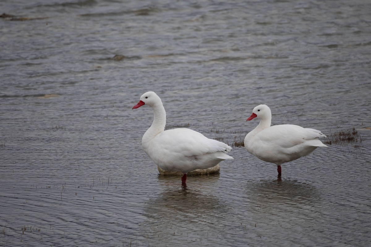 Cisne Coscoroba - ML625352386