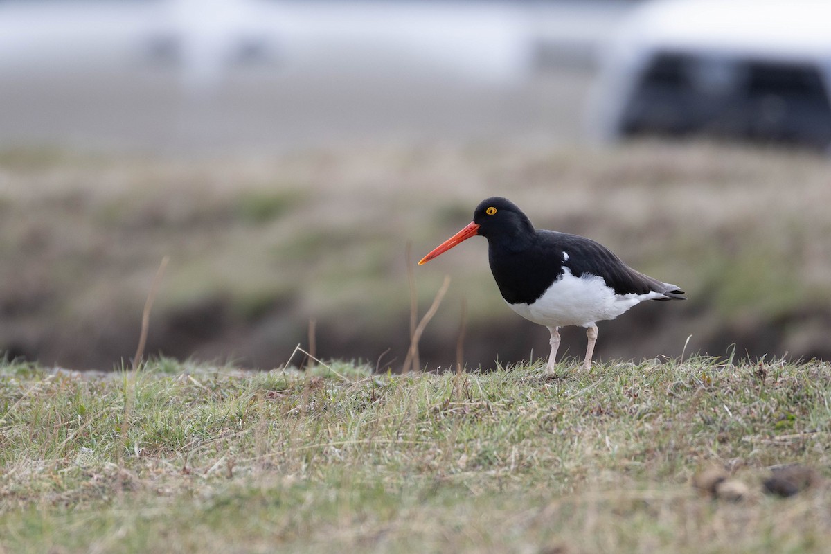 Magellanic Oystercatcher - ML625352411