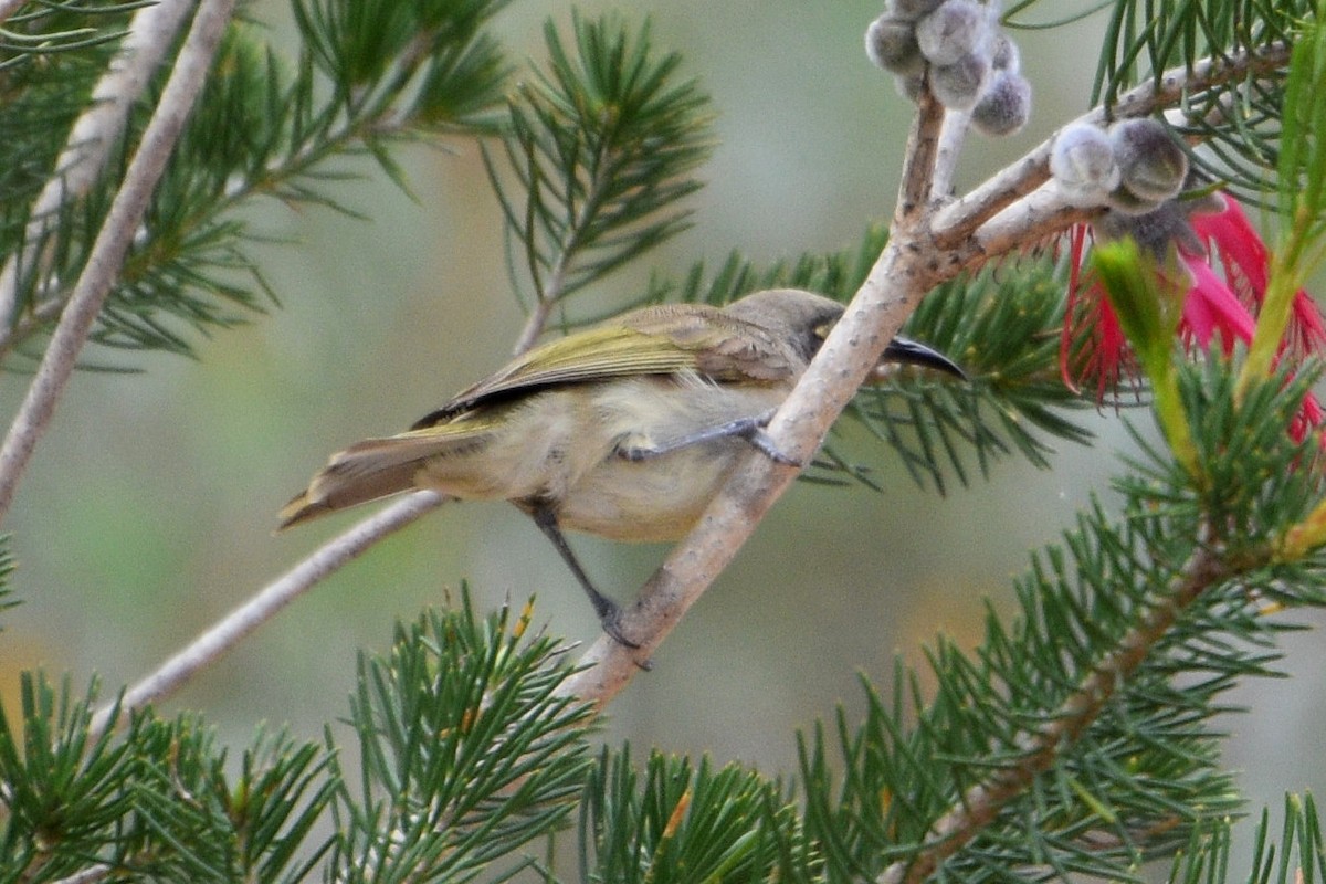 Brown Honeyeater - ML625352434