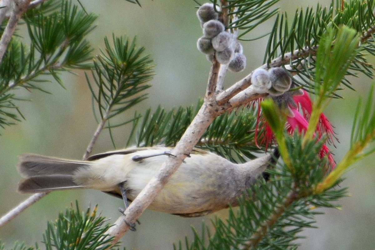 Brown Honeyeater - ML625352435