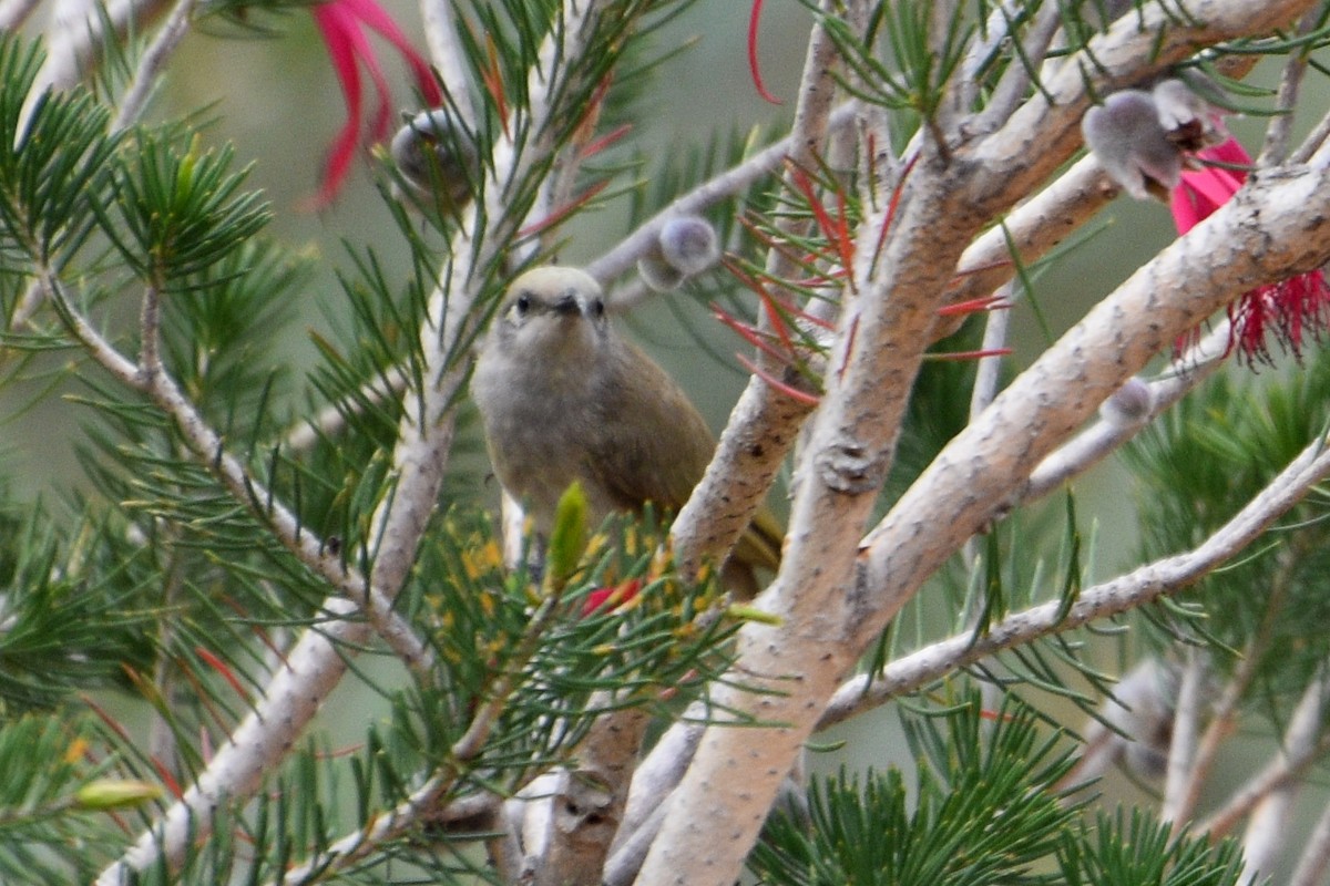 Brown Honeyeater - ML625352436