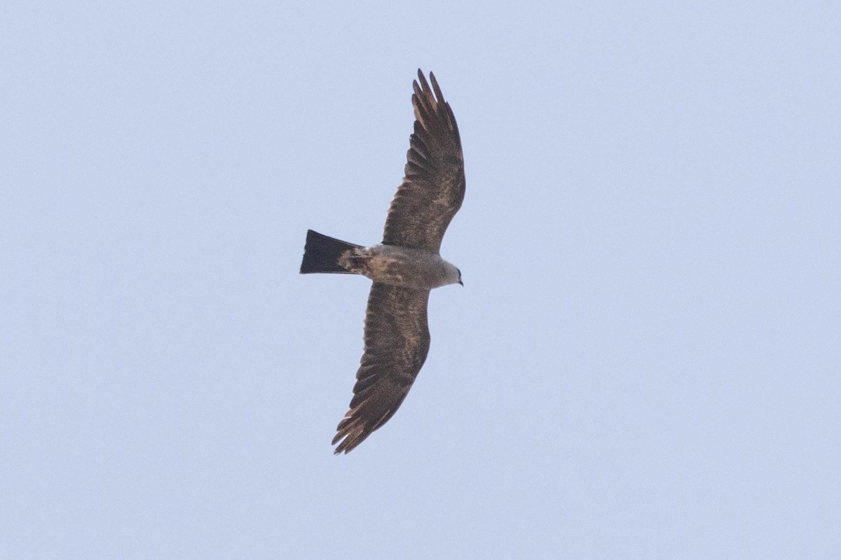 Mississippi Kite - Samanvitha Rao