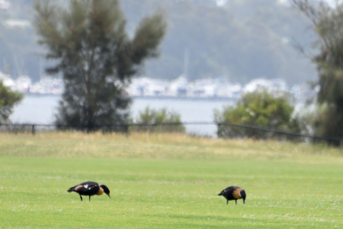 Australian Shelduck - ML625352523