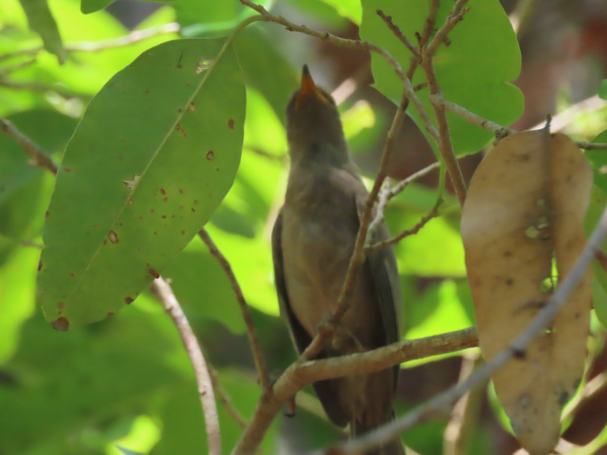 Brown Honeyeater - ML625352540