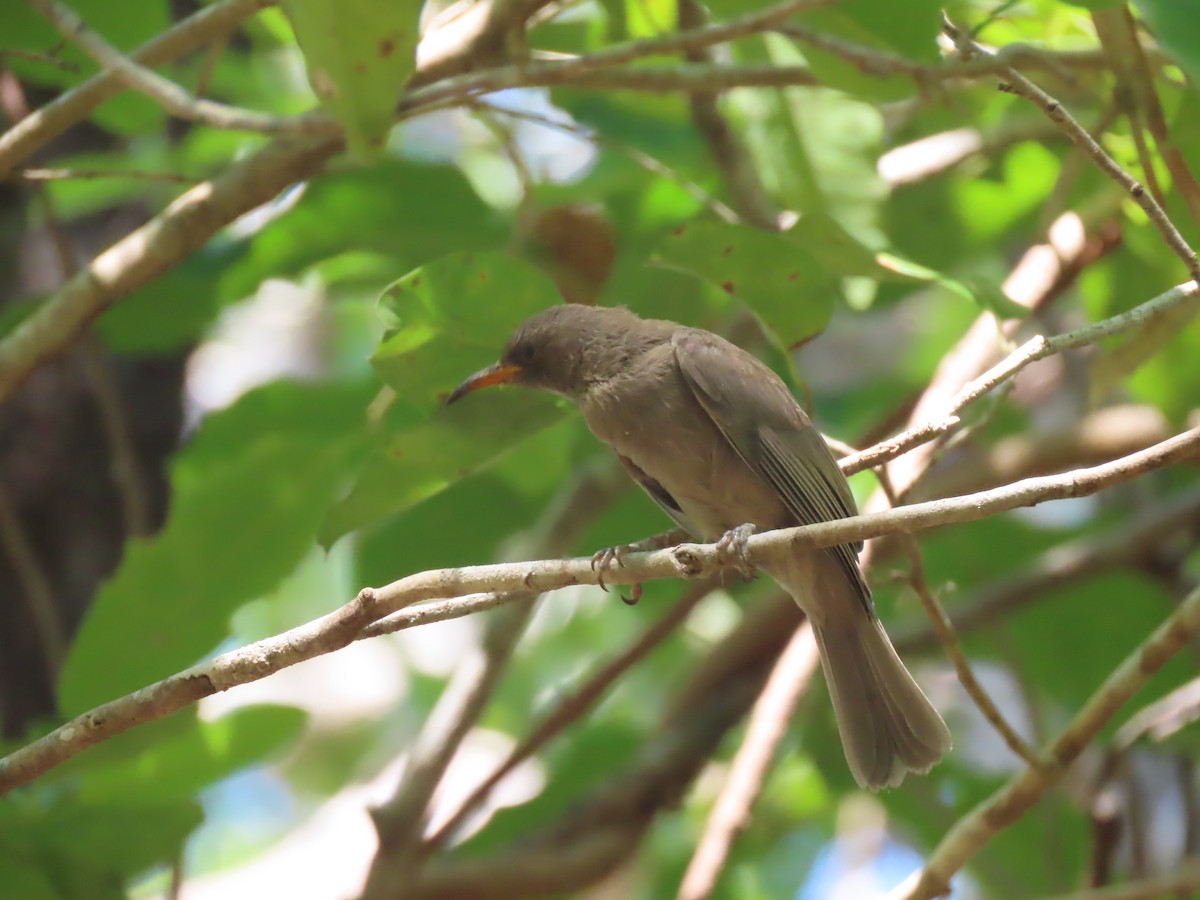 Brown Honeyeater - ML625352541