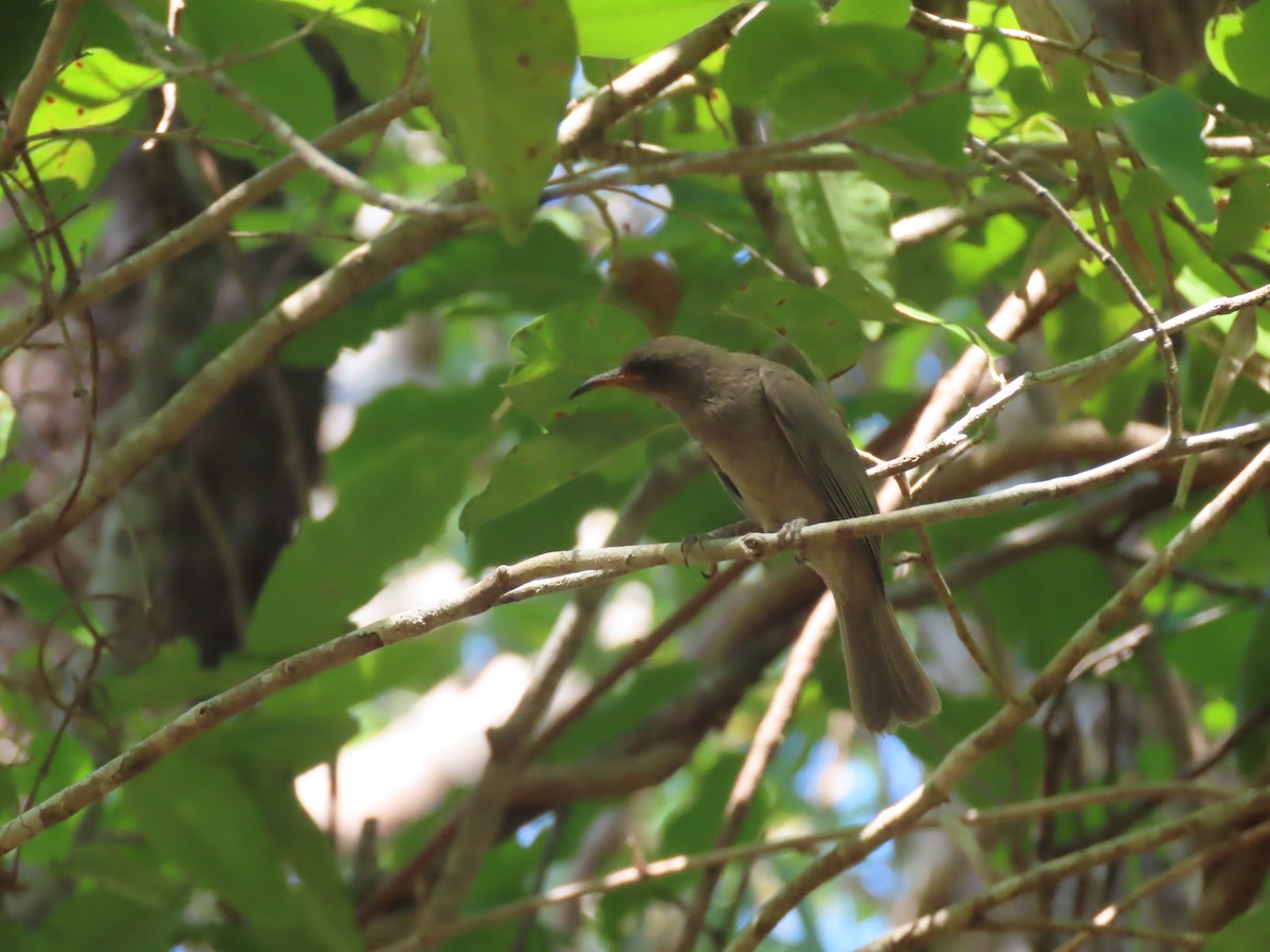 Brown Honeyeater - ML625352542