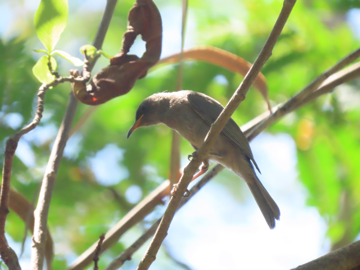 Brown Honeyeater - ML625352543