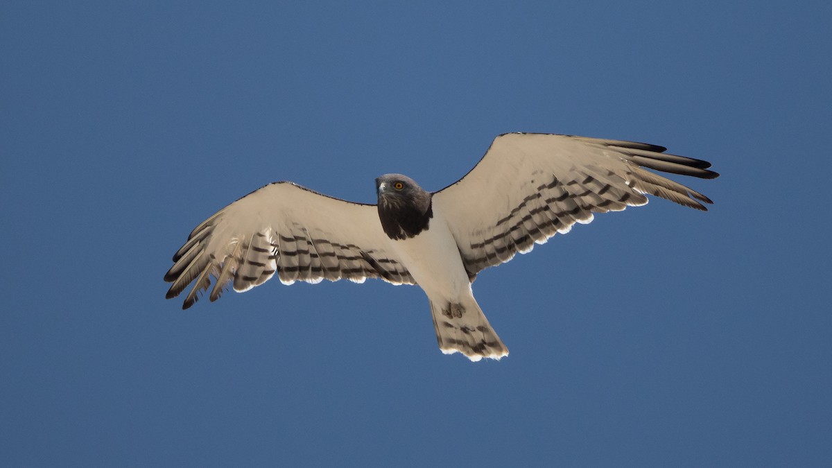 Black-chested Snake-Eagle - ML625352589