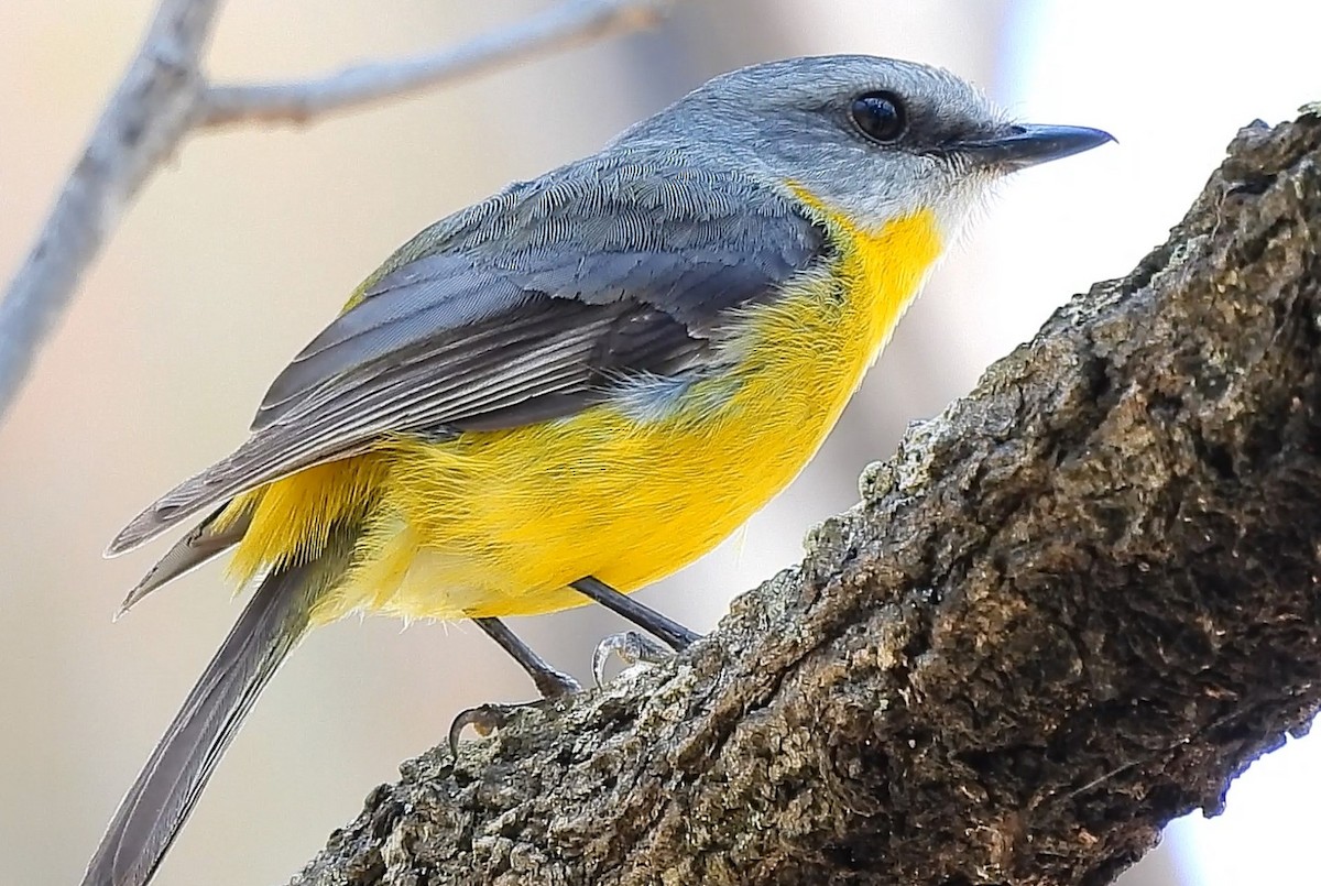 Eastern Yellow Robin - ML625352638