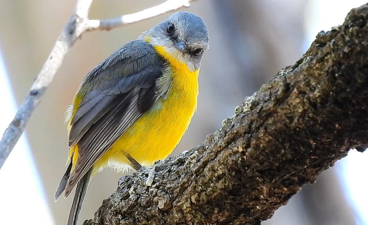 Eastern Yellow Robin - ML625352645