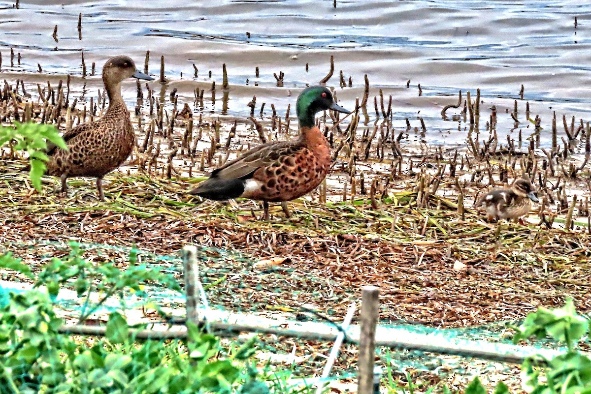 Chestnut Teal - ML625352665