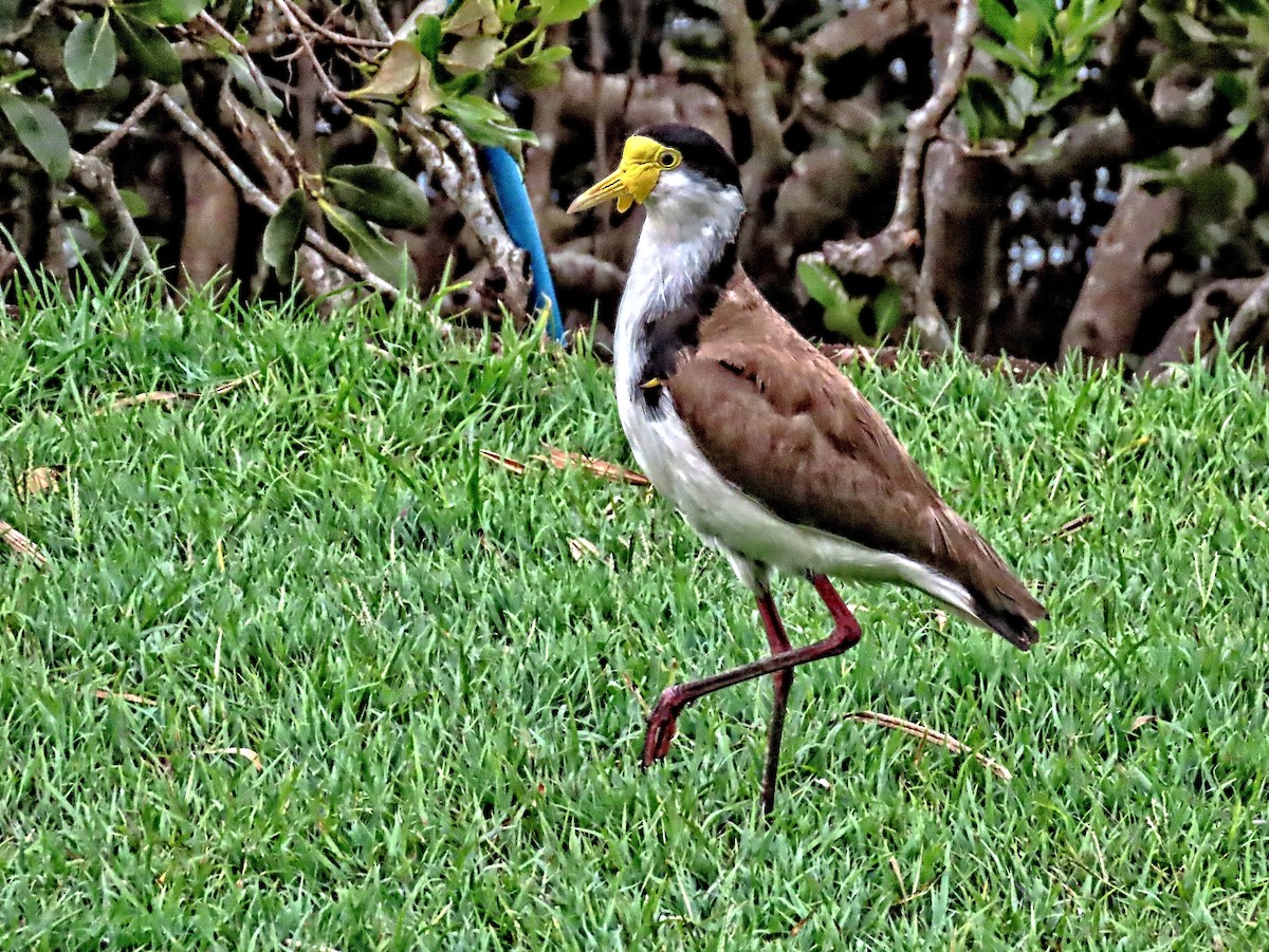 Masked Lapwing - ML625352668