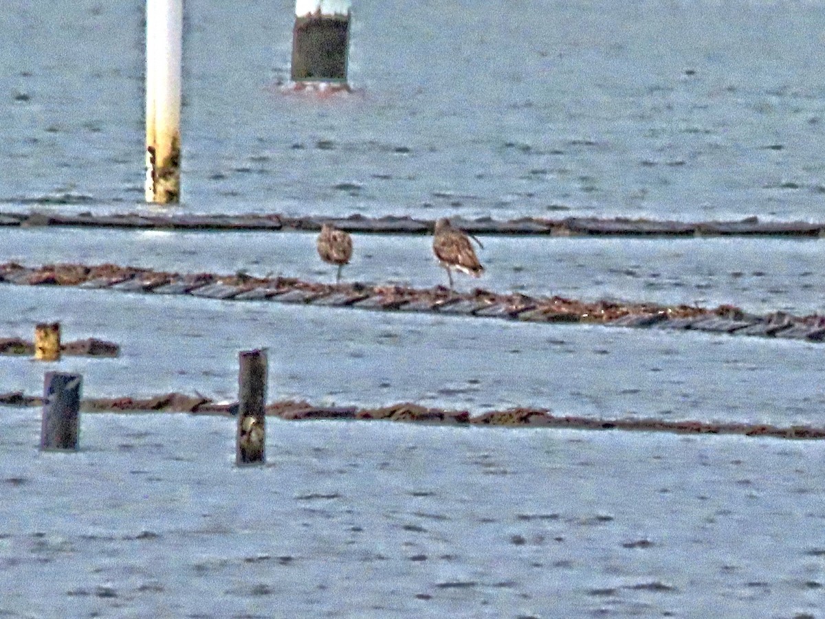 Far Eastern Curlew - ML625352674