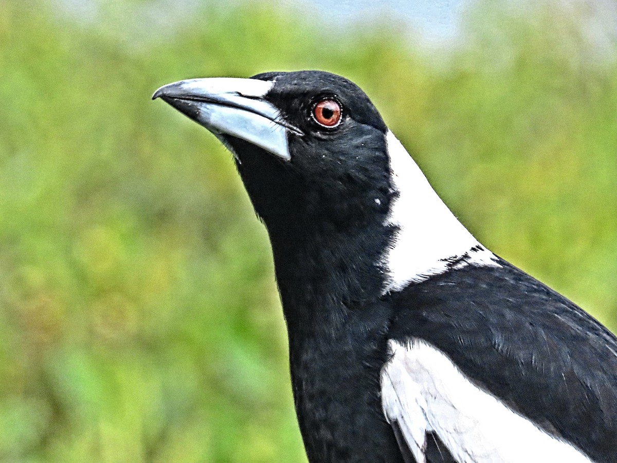 Australian Magpie - ML625352679