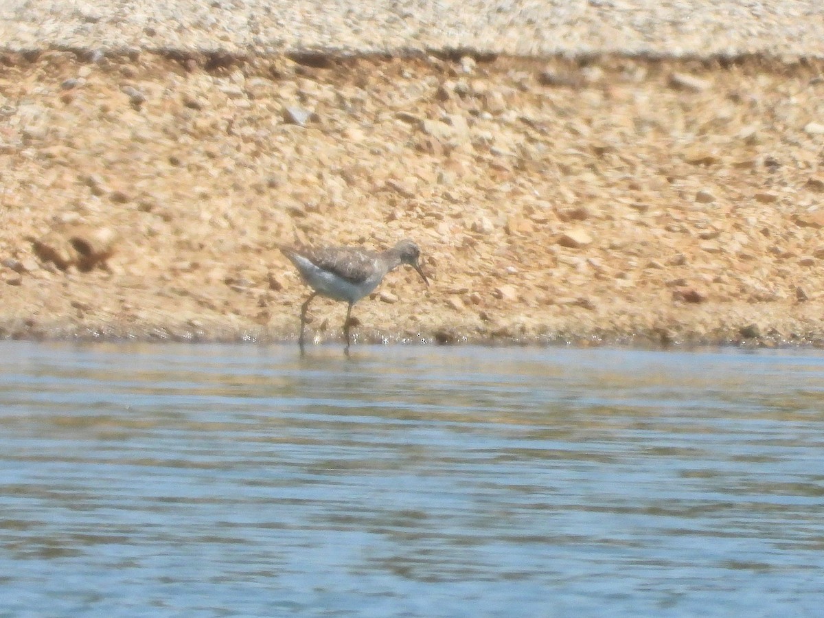 Wood Sandpiper - ML625352682