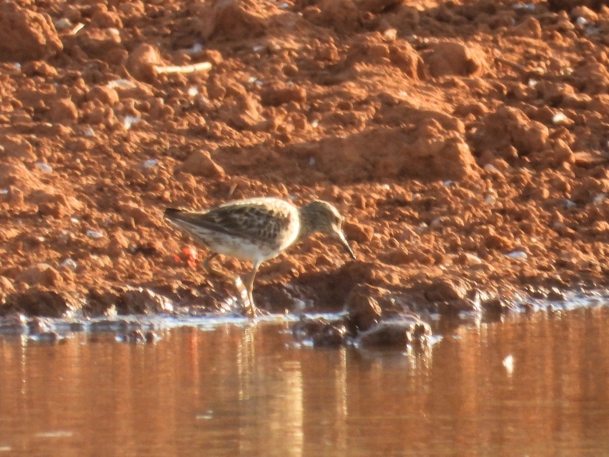 Wood Sandpiper - ML625352737