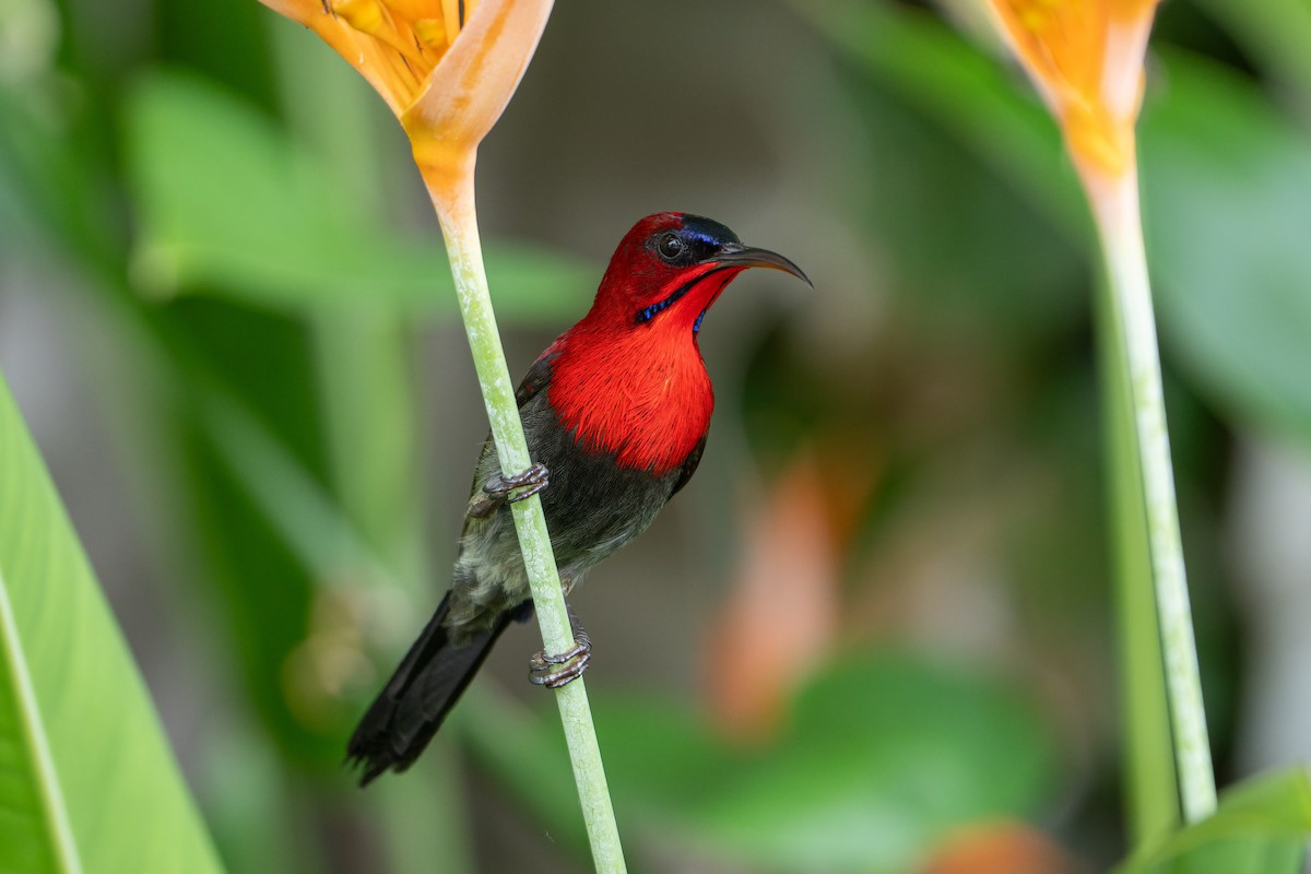 Crimson Sunbird - Jared HJ Tan