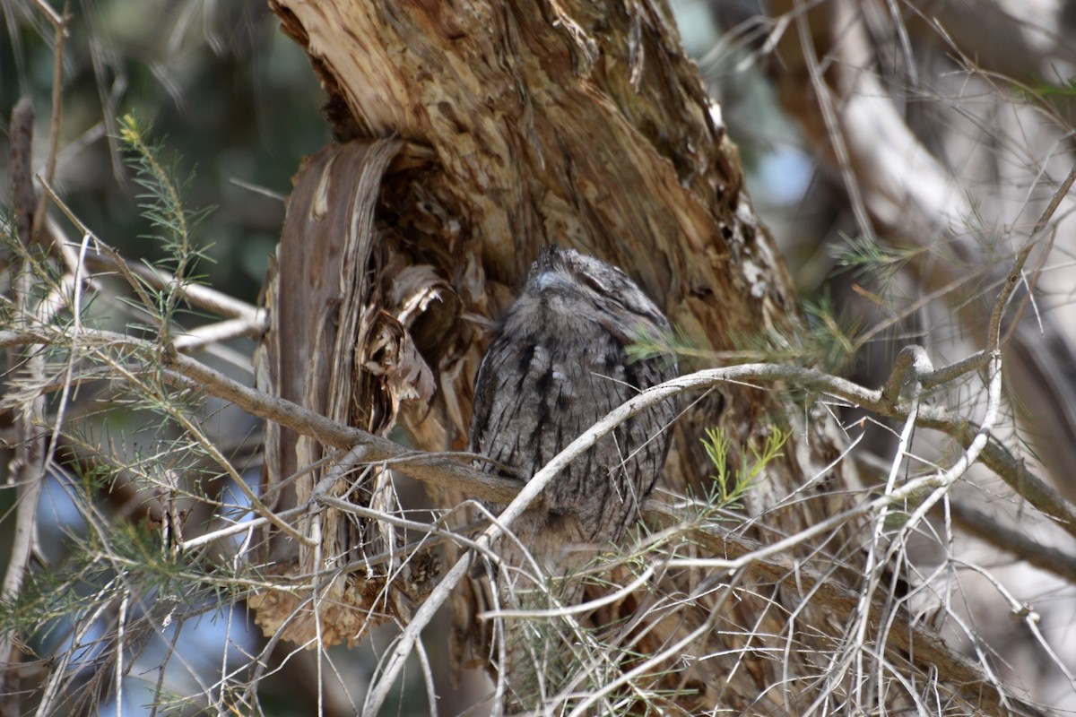 Tawny Frogmouth - ML625352793