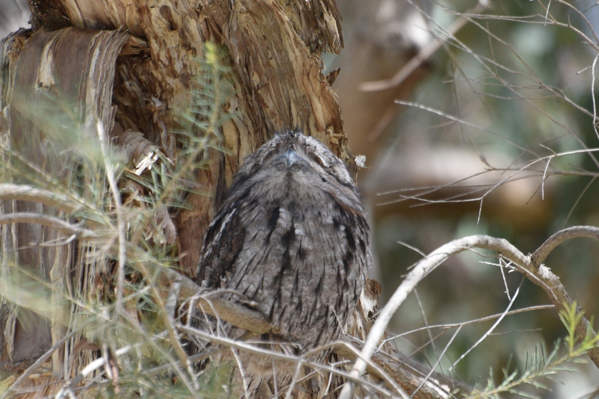 Tawny Frogmouth - ML625352794