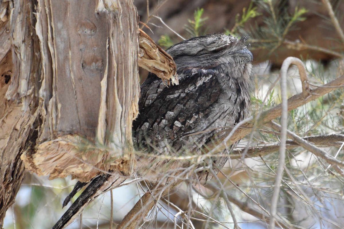 Tawny Frogmouth - ML625352795