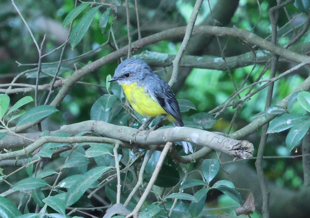 Eastern Yellow Robin - ML625352816