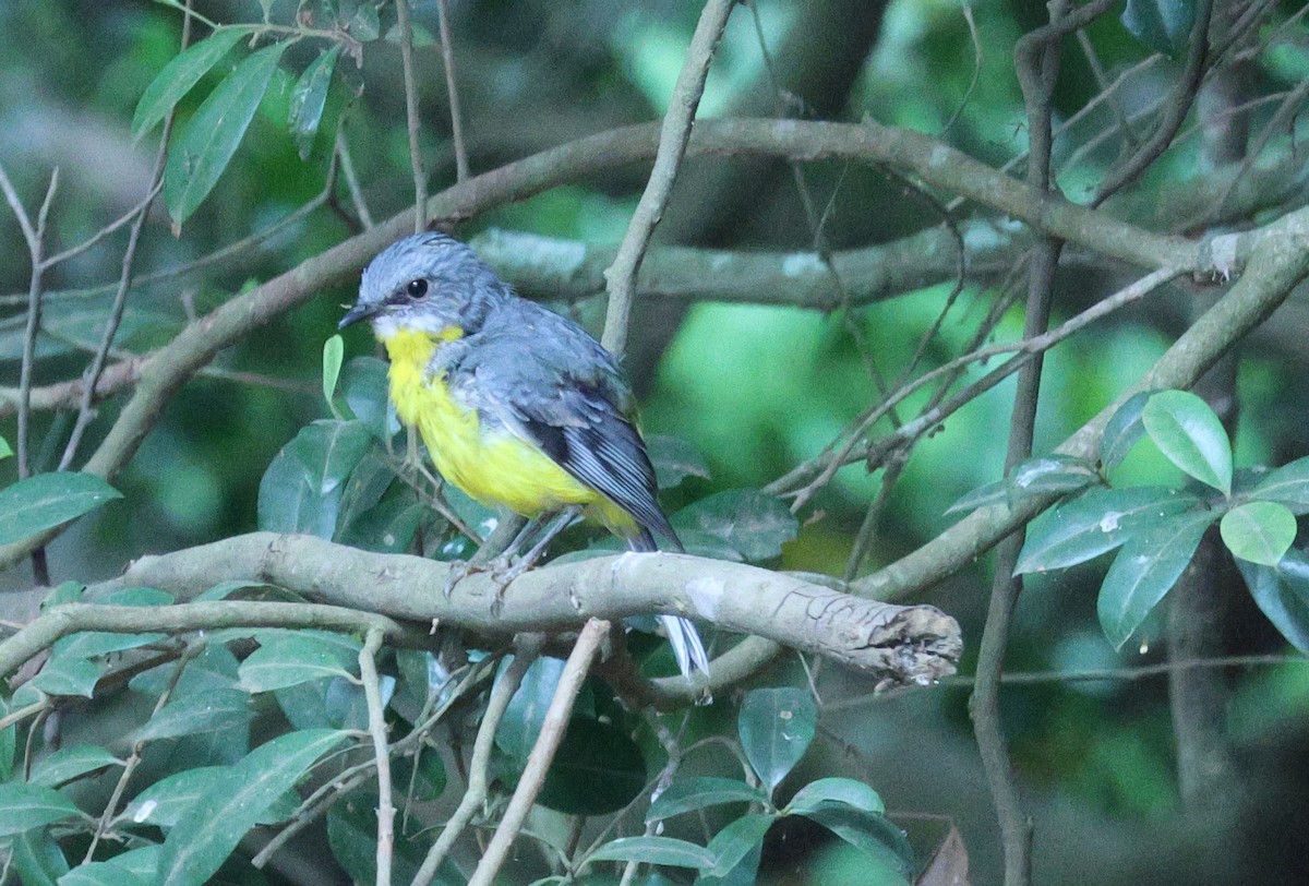 Eastern Yellow Robin - ML625352820