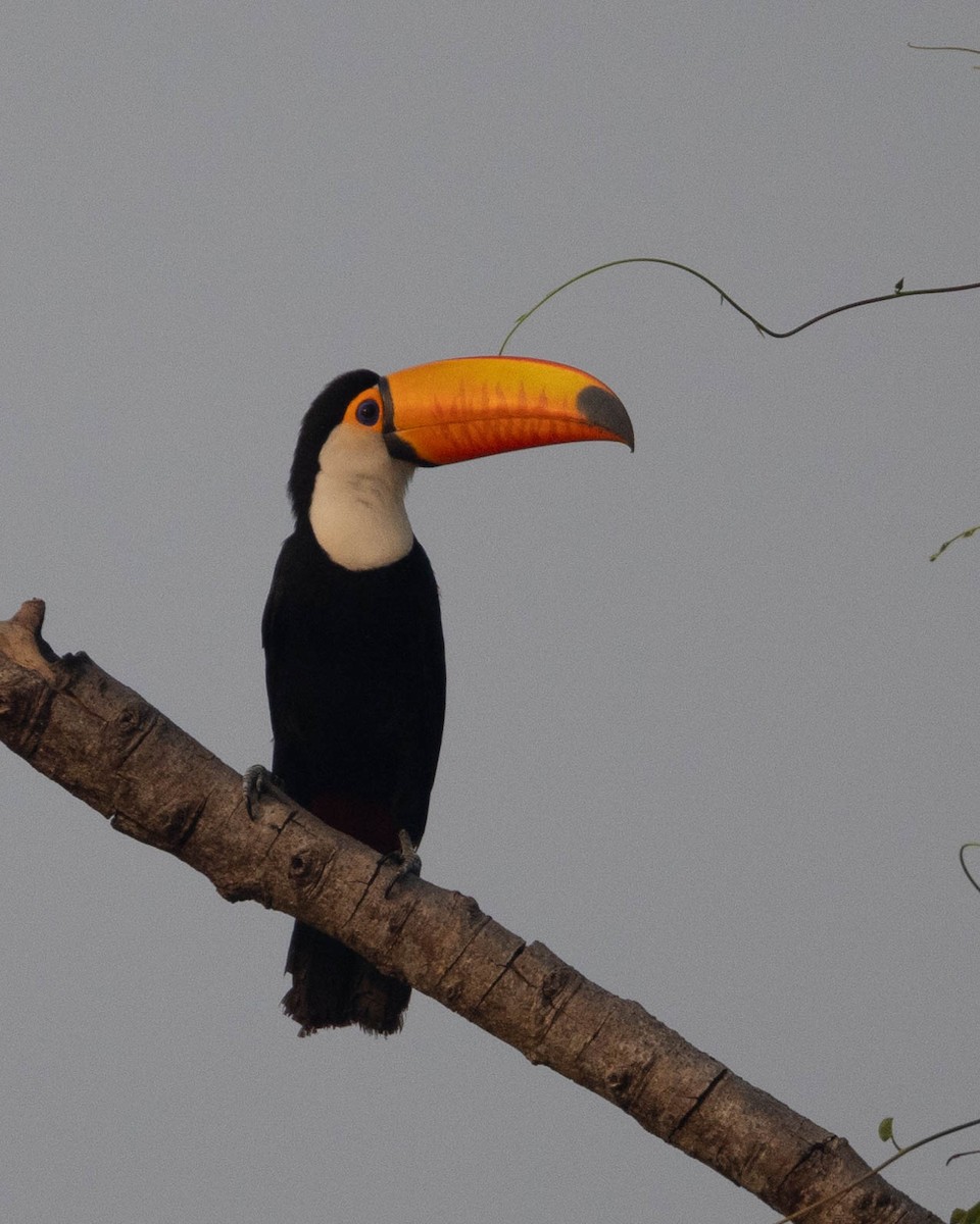 Toco Toucan - ML625353073